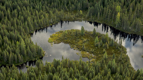 The Greatest Threat to the Boreal is Misinformation