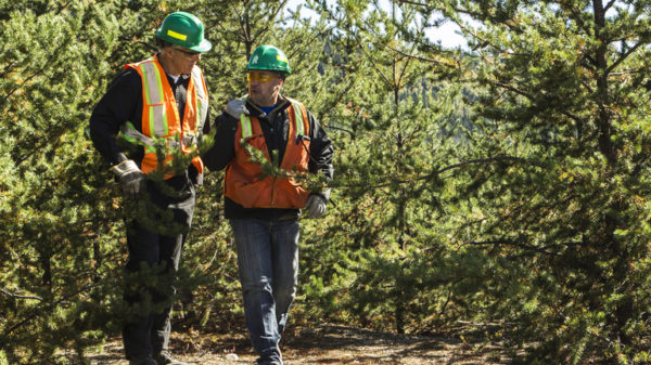 Forestry workers discussing
